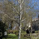 Campo De Estrellas