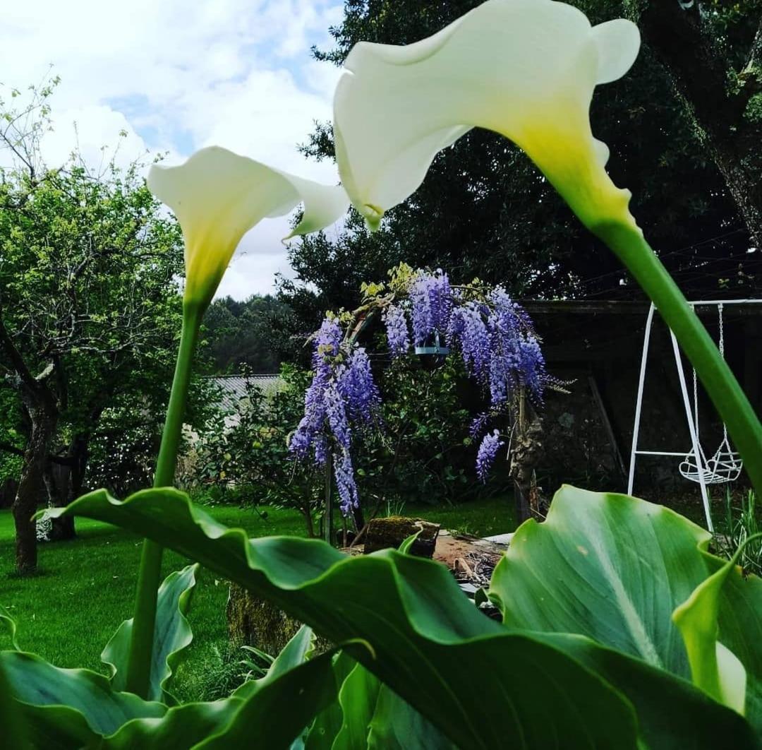 Homestay A Casa Da Parrula Santiago de Compostela
