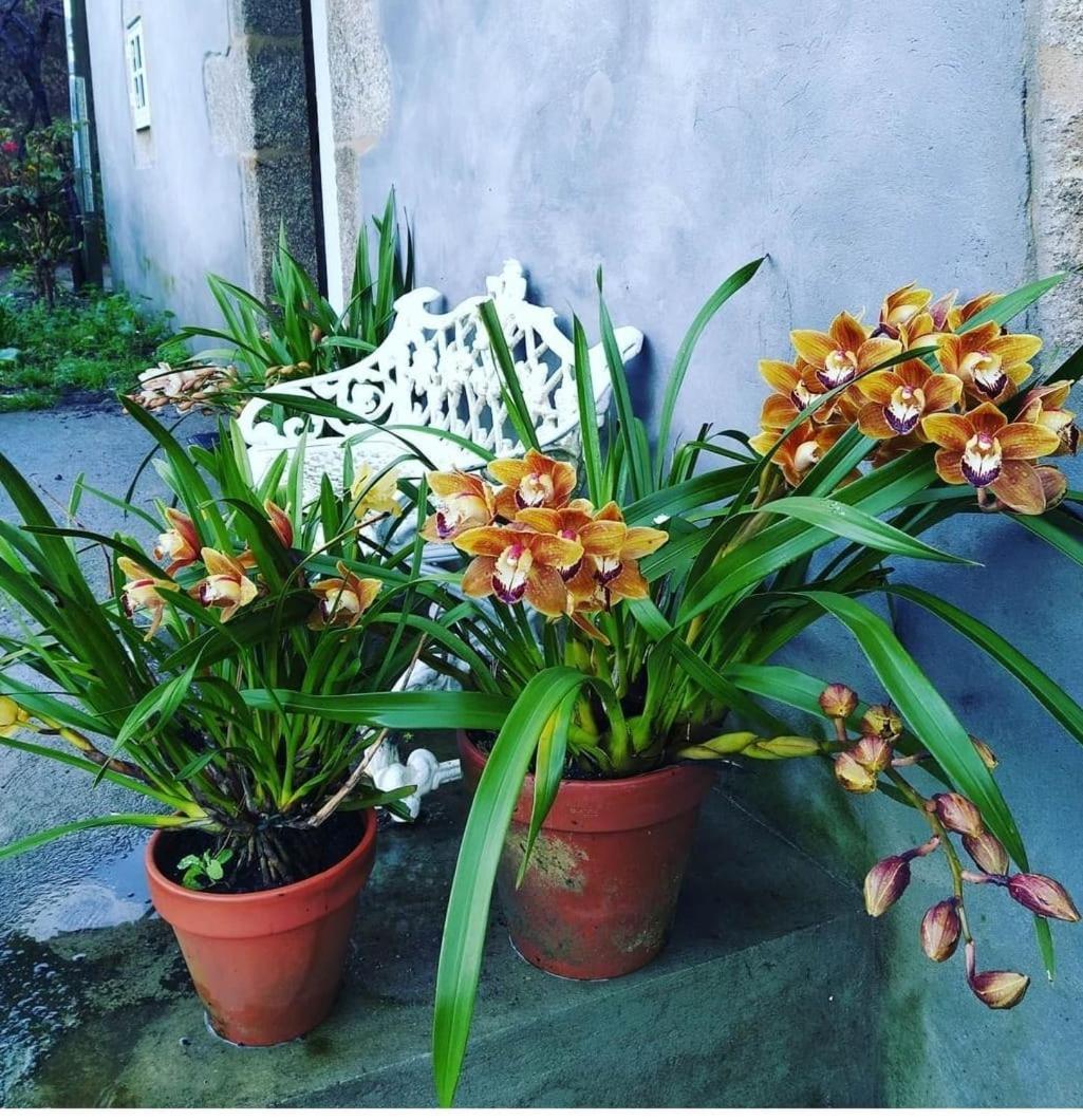 A Casa Da Parrula Habitación en casa particular